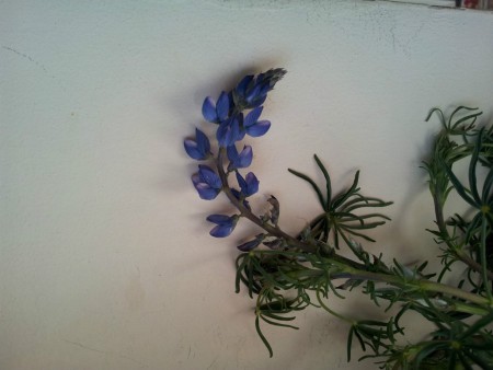 Lupino selvatico (Lupinus angustifolia)